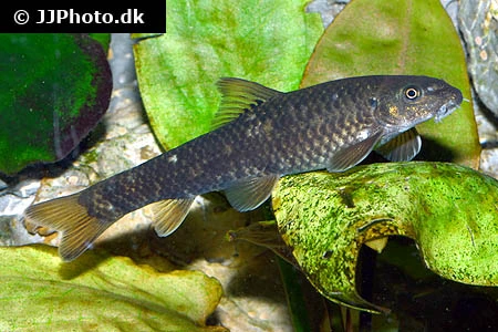 Doktorfisk (Garra rufa)